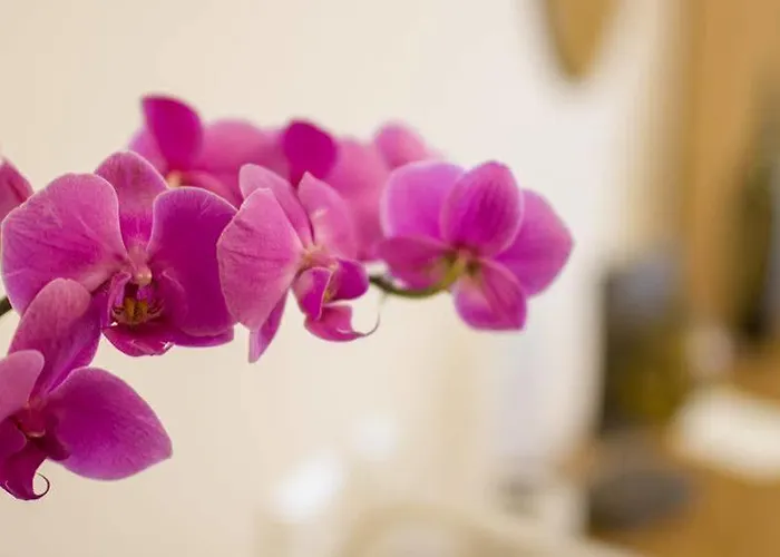 Martino Ai Monti מלון רומא